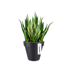 pure round 40cm anthracite